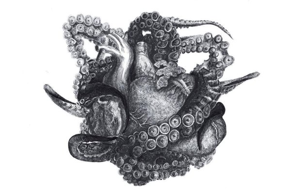 Kraken рабочий